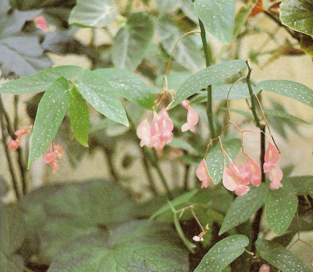 B. ‘Lucerna Amazon’